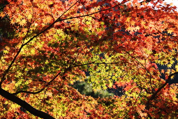 日本の秋　岐阜県金華山　紅葉と岐阜城