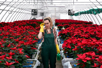 woman gardener with a watering can in her hand in a greenhouse with red poinsettia flowers...