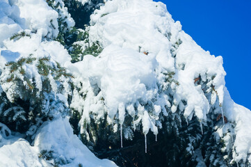 Winter landscape - snow and icicles on spruce branches sparkle in the rays of the bright sun
