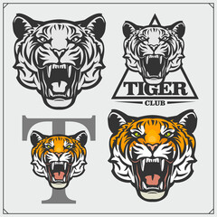 Set of angry tiger heads. Print design for t-shirt. Tattoo and sport club design.