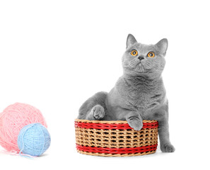 Cat in a basket with threads isolated
