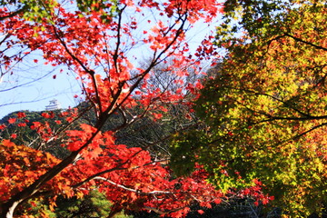 日本の秋　岐阜県金華山　紅葉と岐阜城