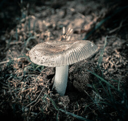 mushroom in the forest