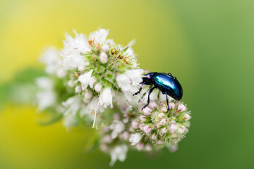 Macro photo of a blue alder leaf beetle with drops of water on his shield on flowers against a blurred green background with shallow depth of field