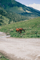 Mountains of the Caucasus. Travel to Arkhyz. Fascinating views