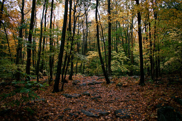 forest in autumn