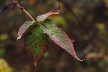 red leaves in autumn