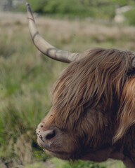 scottish highland cow