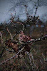 autumn leaves in the snow