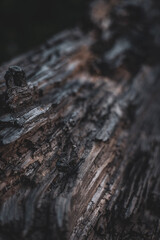 bark of a tree