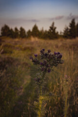 Lone Thistle in field 