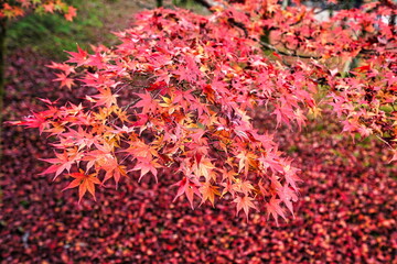 Kyoto,Japan-November 23, 2020: Red autumn leaves on stacked fallen autumn leaves background
