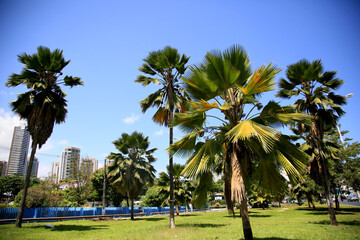 salvador, bahia, brazil - december 9, 2020: pritchardia beccariana palm tree is seen in the city of...