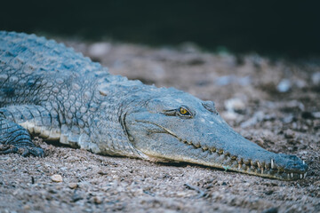 Fototapeta premium a blue lizard on the ground