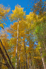 Spectacular Colors Looming Overhead