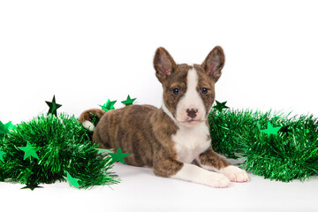 Basenji puppy with a green tinsel on a white background.
