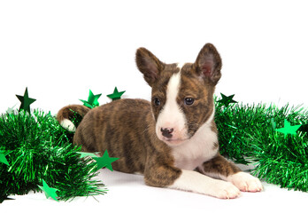 Basenji puppy with a green tinsel on a white background.