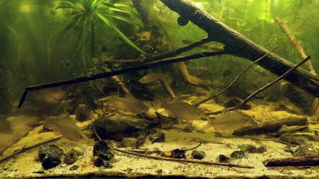 European bitterling, sunbleak, ninespine stickleback and weatherfish, feeding with frozen cyclops and bloodworm in European river biotope aquarium, aggressive behaviour of wild fish in captive