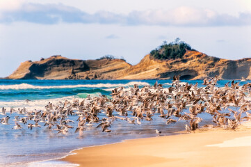 Flock of Seagulls Taking Flight on Oregon Beach