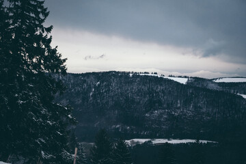 a lake surrounded by trees