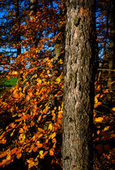 Larch bark on a tree with rusty beech leaves in the background.