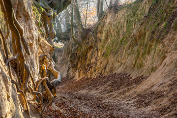 Discovered tree roots on the walls of a picturesque ravine. Kaziemierz Dolny, Poland