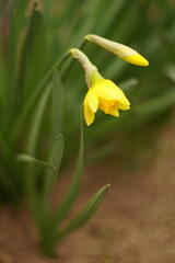 Bush of yellow flowers narcissus grows in the garden. Side view.