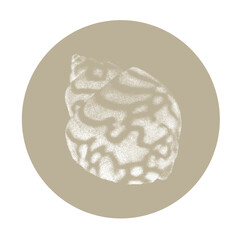 Hand drawn illustration of a sea shell with engraved lines and dots and simple sketch in a circle
