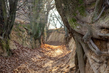 Discovered tree roots on the walls of a picturesque ravine. Kaziemierz Dolny, Poland