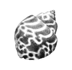 Hand drawn illustration of a sea shell with engraved lines and dots and simple sketch