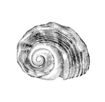 Hand Drawn Illustration Of A Sea Shell With Engraved Lines And Dots And Simple Sketch