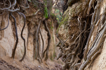 Discovered tree roots on the walls of a picturesque ravine. Kaziemierz Dolny, Poland