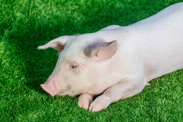 Little pig lies on green grass