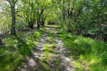 Fototapeta premium Picturesque Patterson Ponds and surrounding trees and vegetation during spring