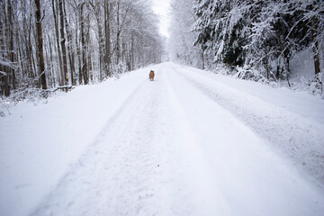 road in snow