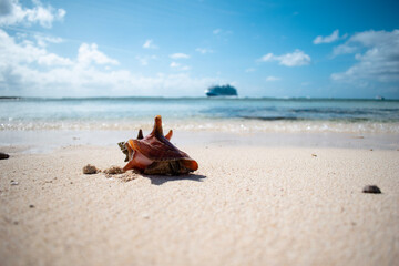 Fototapeta na wymiar conch on the beach