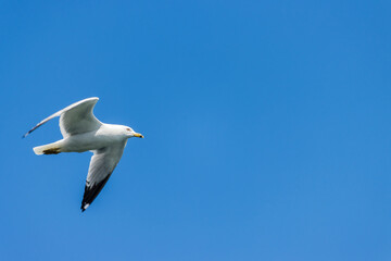 Lone Seagull flying high on a blue sky