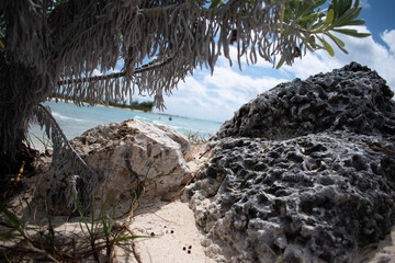 tree on the beach