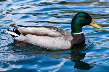 Mallard ducks in blue water