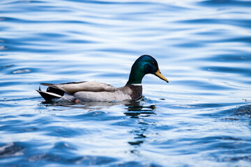 Mallard ducks in blue water