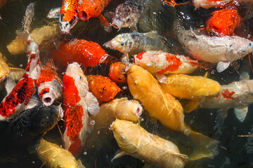 Fototapeta na wymiar hungry carp fish