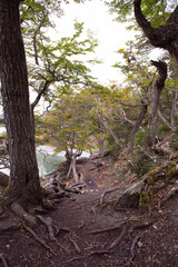 Fototapeta premium tree in the forest