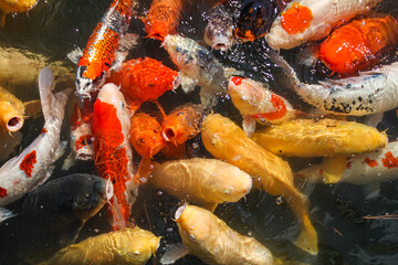 Fototapeta na wymiar japanese koi fish