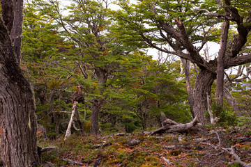 Fototapeta premium tree in the forest
