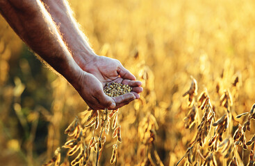 Farmer in a soybean field, close up photo. Agricultural concept