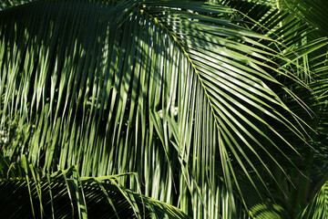 Close up of palm leaves, coconut palm tree leaf background