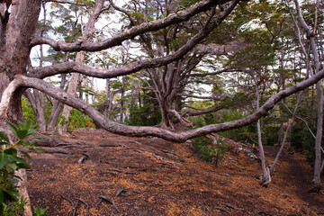Fototapeta premium tree in the forest