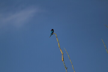 Black Drongo bird with two tails sitting on tree branch on the morning and blue sky on the background