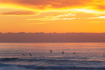 Pelicans flying over the Pacific Ocean during a sunset