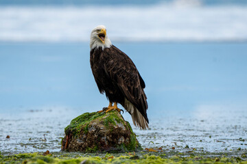 Bald eagle